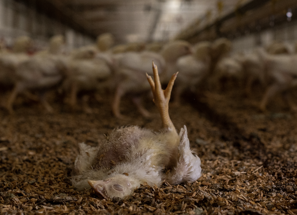 70% af alt dansk kyllingekød er turbokyllinger. Men deres forhold resultere i store velfærdsproblemer. Foto: Stefano Belacchi / Animal Welfare Observatory / We Animals
